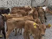 گاو نر, گاو — عکس 6