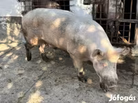 گراز نر, خوک — عکس 1