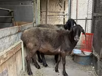 Pecora, Pecore — foto 1