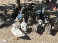 Ducks — ፎቶ 6