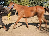 Kısrak, Arabian horse — foto 3