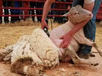 Biri-biri betina, Sheep — foto 1