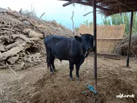 公牛, Cattle — 照片 2