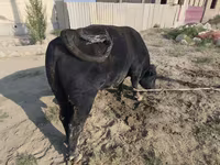 گاو نر, آبرادین-آنگوس — عکس 1