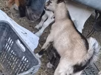 Kambing jantan, Goats — foto 3
