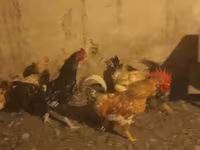 مرغ ابلق طلایی چک — عکس 5