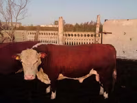 گاو نر, Swiss cattle — عکس 2