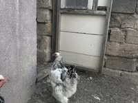 براهما — عکس 1