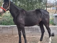 Азаргагүй морь, Kyrgyz Horse — 3 зураг