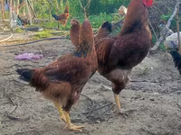 Chickens — foto 3