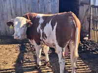 วัวตัวผู้, Simmental cattle — รูปภาพ 5