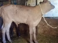 Rinder (Partie, Geschlecht nicht angegeben), Swiss cattle — Foto 4