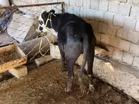 Lembu betina, Aberdeen-Angus — foto 2