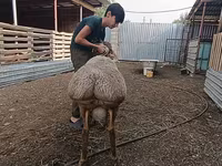 Ovce (šarže, pohlaví neuvedeno), Arashan sheep — foto 2