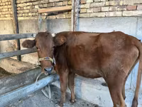 گاو ماده, گاو — عکس 2