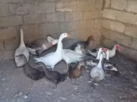Geese — sawirka 1