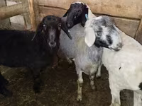 የጎትት አውራ በግ, Sheep — ፎቶ 1
