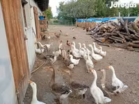 Geese — foto 7