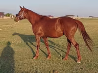 Pastuv, Thoroughbred horse — fotografija 8