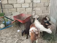 بز ماده, بز — عکس 4