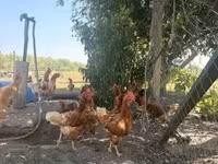 Chickens — акс 3