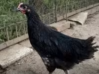 Australorp — foto 2