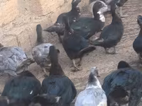 Ducks — عکس 3