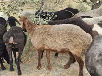 بھیڑ, بھیڑیں — تصویر 5