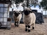 Får, Valais Blacknose sheep — foto 1