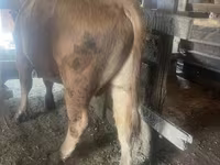 Toro, Bovini — foto 1