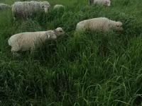 मेढ़ा, Merino sheep — फ़ोटो 4