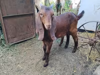 Ziegenbock, Nubian Goat — Foto 3