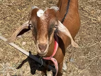 Caprone, Nubian Goat — foto 1