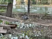 Guinea fowl — الصورة 2