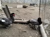 Turkeys — ছবি 3