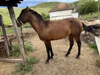 اسب نر, Azerbaijan horse — عکس 4