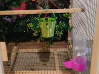 Papuqay,dovşan,hamster,şinşila,bildirçin,cücə,xamyak,pişik,quş,tısbağa — عکس 5