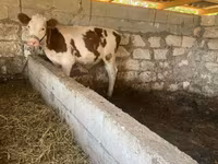 Mucca, Russian Black pied cattle — foto 3