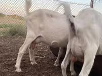 Koza, Alpine goat — zdjęcie 1