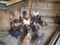 Chickens — 写真 2