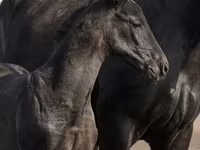 Hingst, Trakehner — foto 4