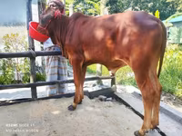 Banteng, Cattle — foto 2