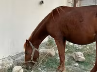 اسب نر, Karabakh horse — عکس 4