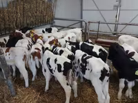 Bou, Russian Black pied cattle — foto 1