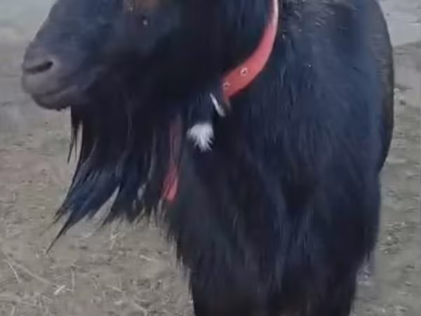雌ヤギ, Alpine goat