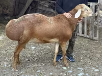 숫양, Rhon sheep — 사진 2