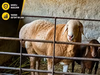 Қошқар, Arashan sheep — 3-сурет