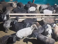 Ram, Schapen — foto 4
