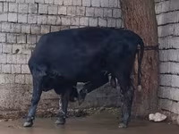 گاو نر, آبرادین-آنگوس — عکس 4