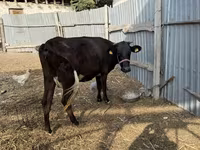 گاو ماده, Russian Black pied cattle — عکس 1